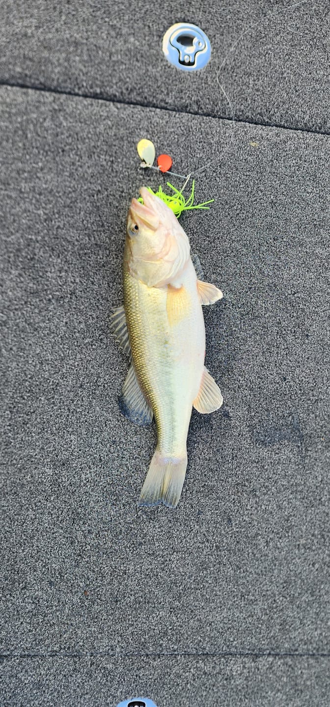 Customer photo review of Pulse Fish Lures Kicker Pulse Blade