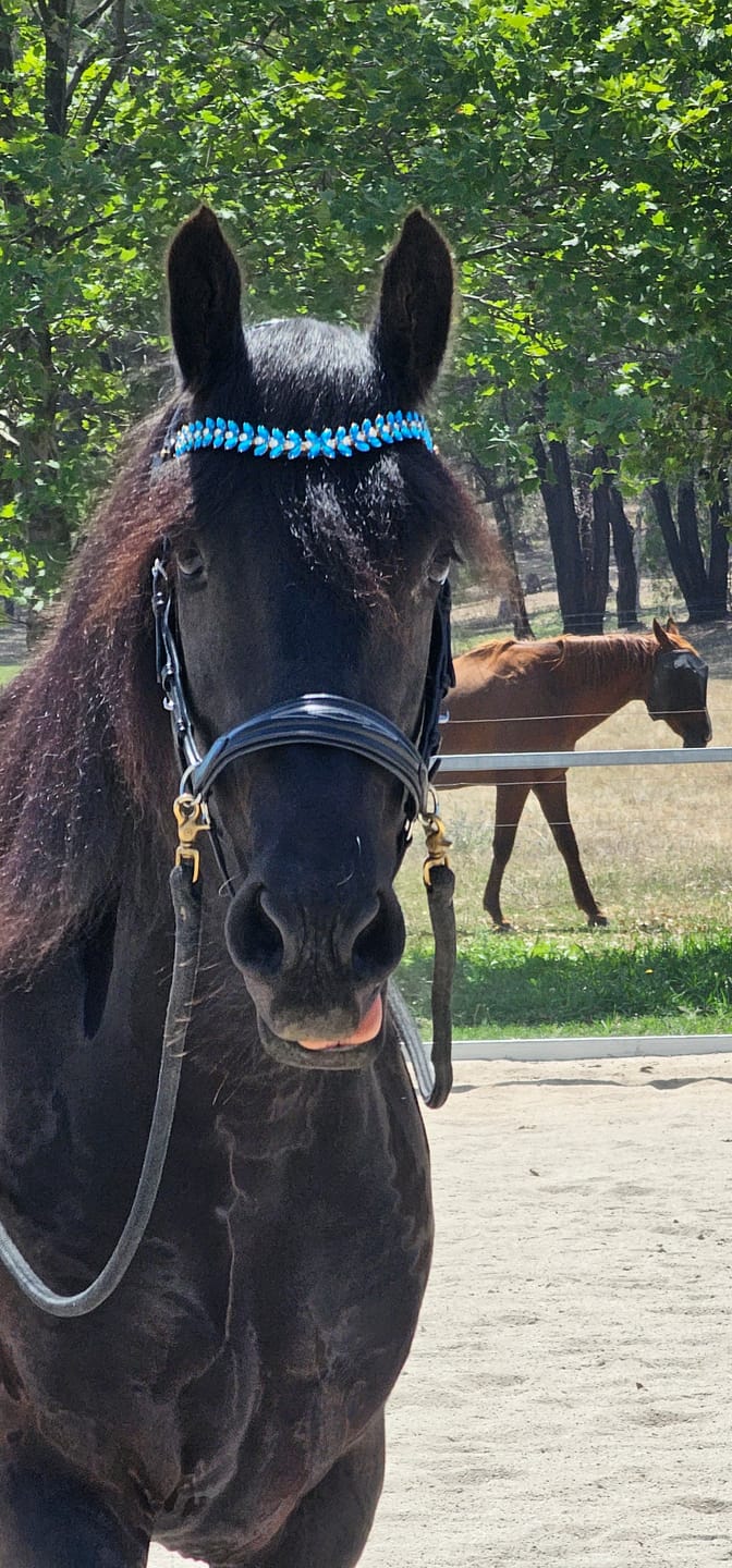 Customer photo review of Iris browband