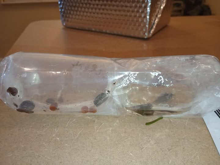 Customer photo review of RAMSHORN SNAILS (ASSORTED BLUE, PINK,GREY,GOLD)