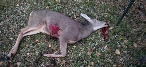 Customer photo review of Warranty Replacement - Beast Broadheads