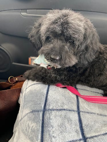 Customer photo review of Doggie Greens Chews