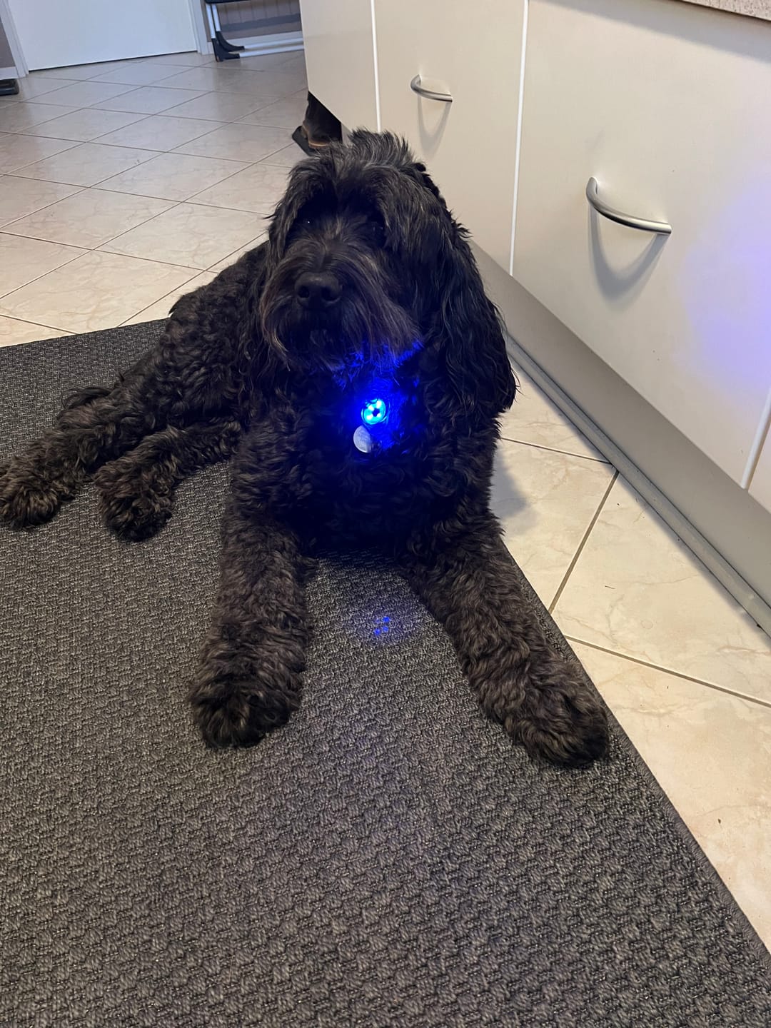 Customer photo review of Safety Light - 4-i-1 Lygte Til Hund