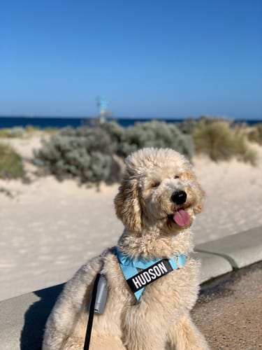Customer photo review of Dog Harness