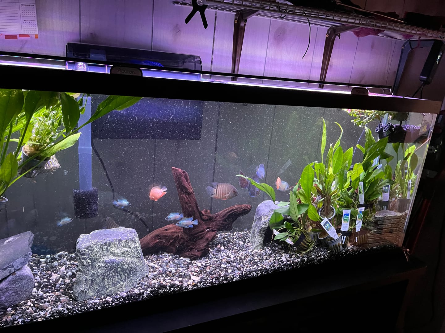 Customer photo review of Cryptocoryne Wendtii RED 'Mi Oya'