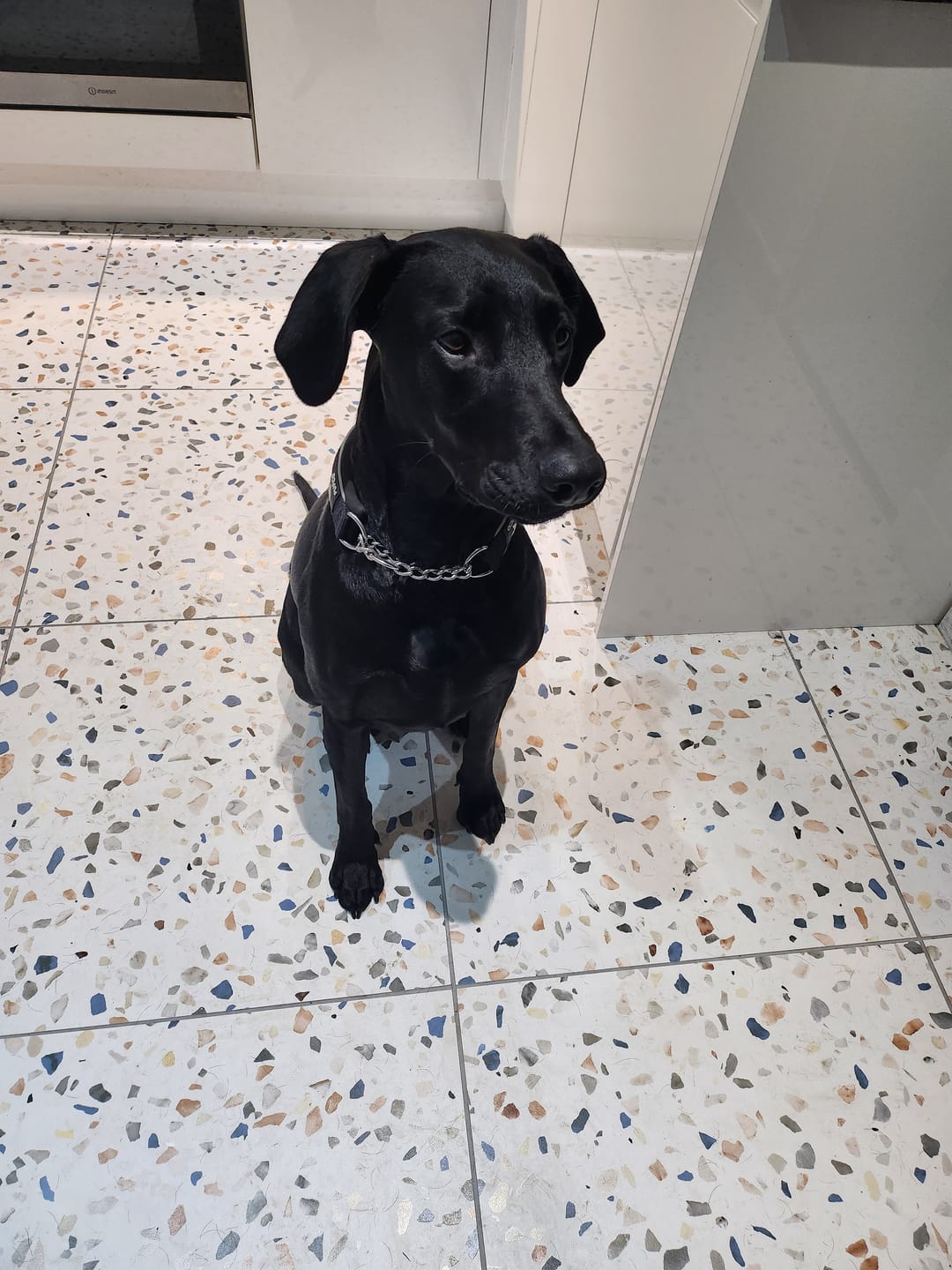 Customer photo review of Martingale Collar - Black