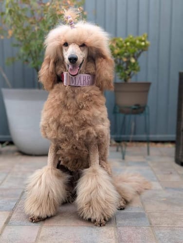 Customer photo review of 2" Tacti Luxe Dog Collar - Rose Gold - Sofia