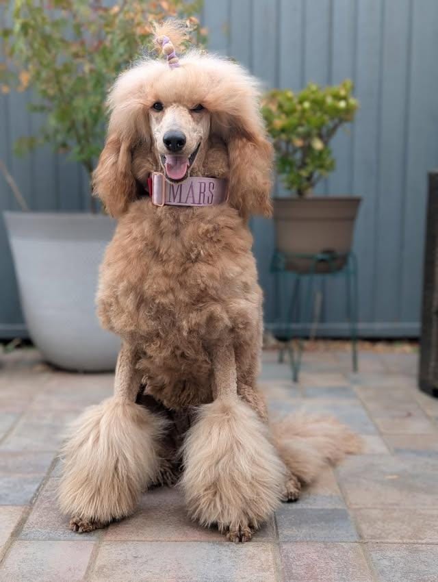 Customer photo review of 2" Tacti Luxe Dog Collar - Rose Gold - Sofia