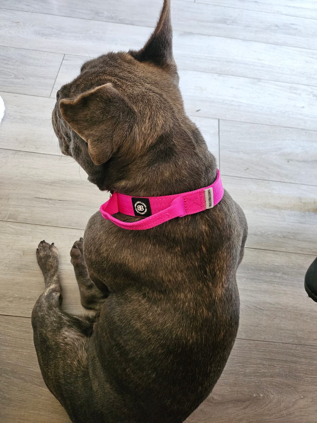 Customer photo review of 2.5cm Combat® Collar | With Handle & Rated Clip - Magenta