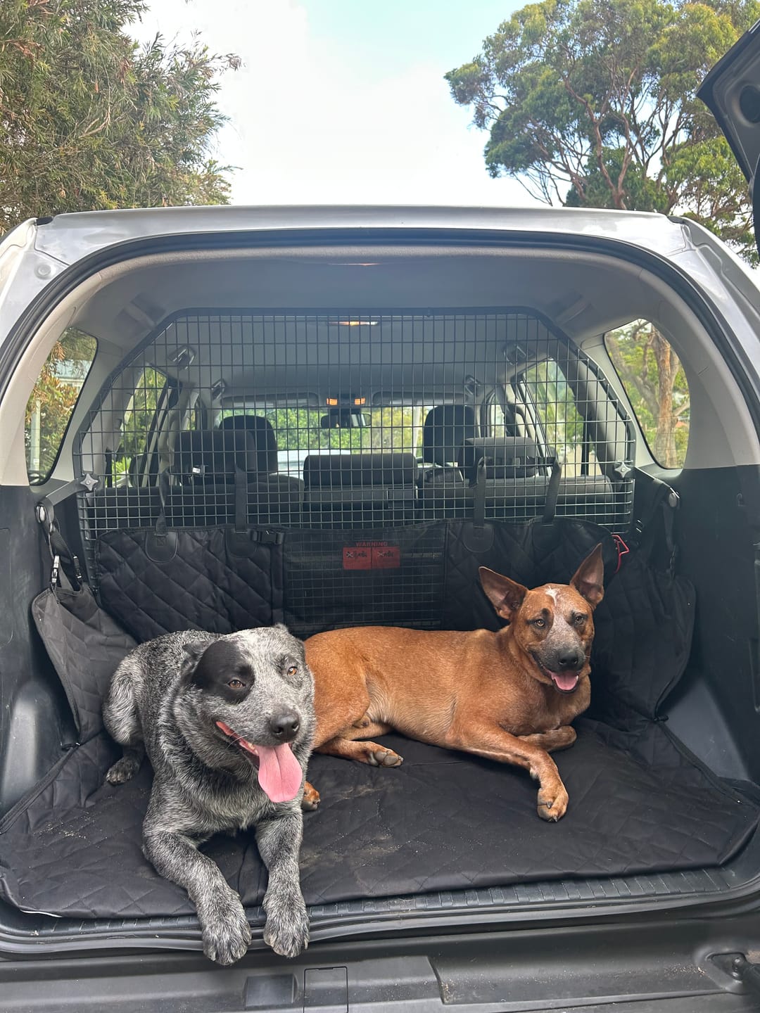Customer photo review of 4-in-1 Dog Car Seat Cover