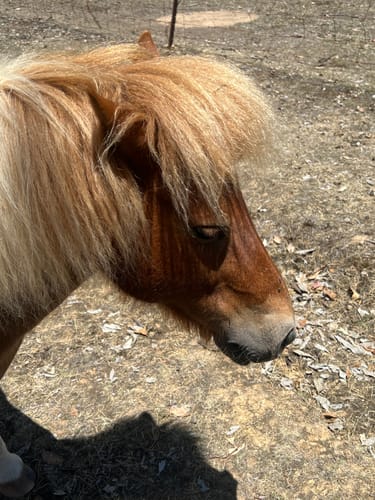 Customer photo review of Queen's Brush - Royal Mane & Tail Brush