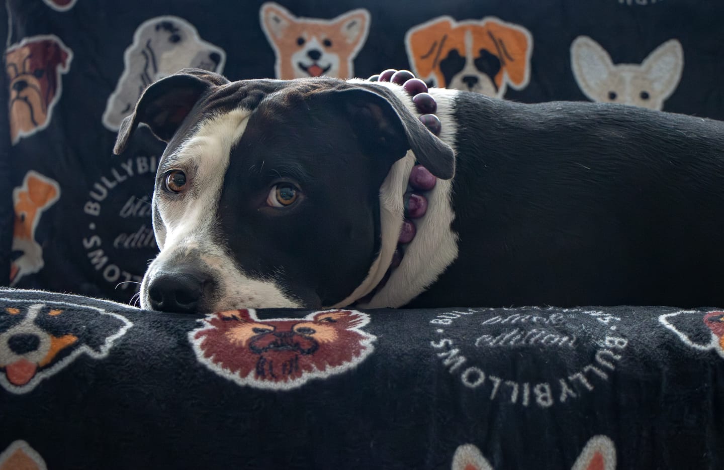 Customer photo review of Black Edition | Luxury Dog & Human Blanket