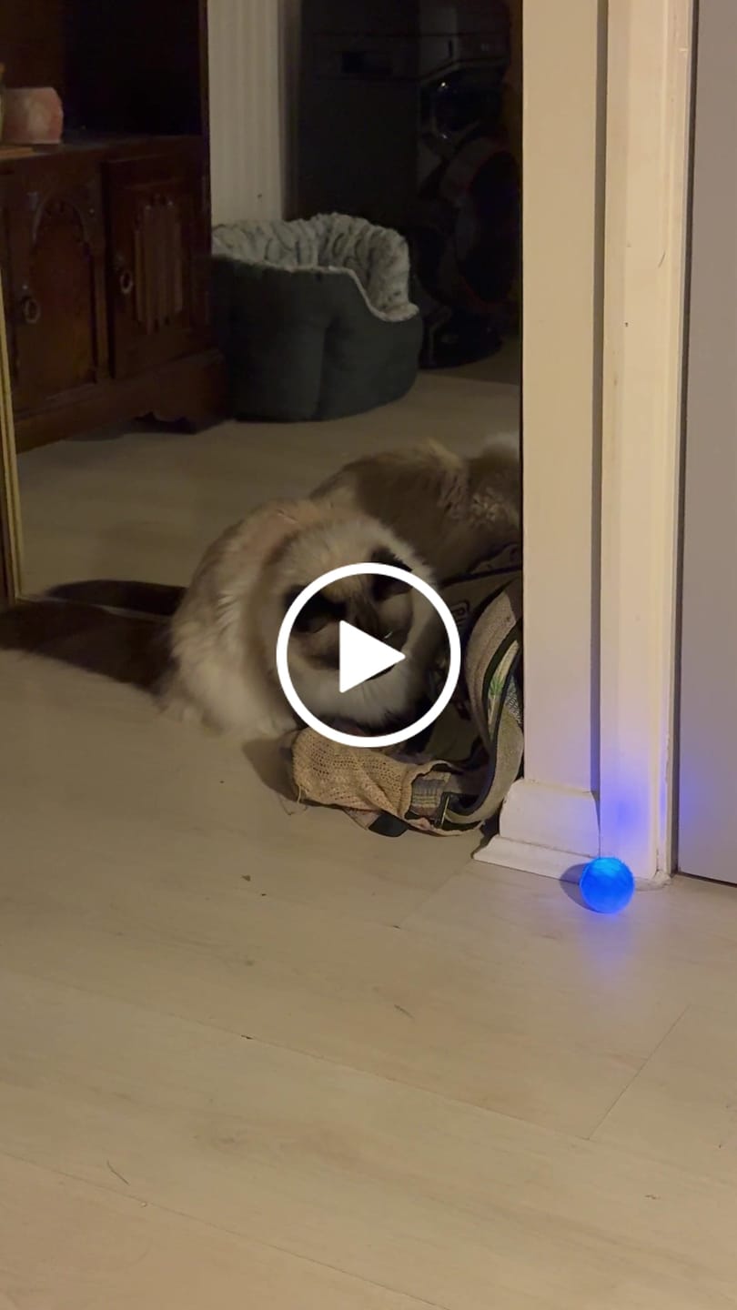 Customer video review of POWER BALL 2.0