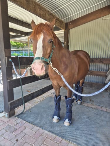 Customer photo review of Horseware Signature Travel Boots, Navy