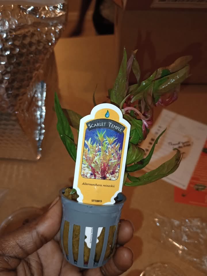 Customer photo review of Scarlet Temple  (Alternanthera reineckii)