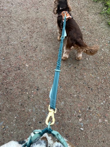 Customer photo review of Handsfree Lead - Walkies Ready® Forest Green