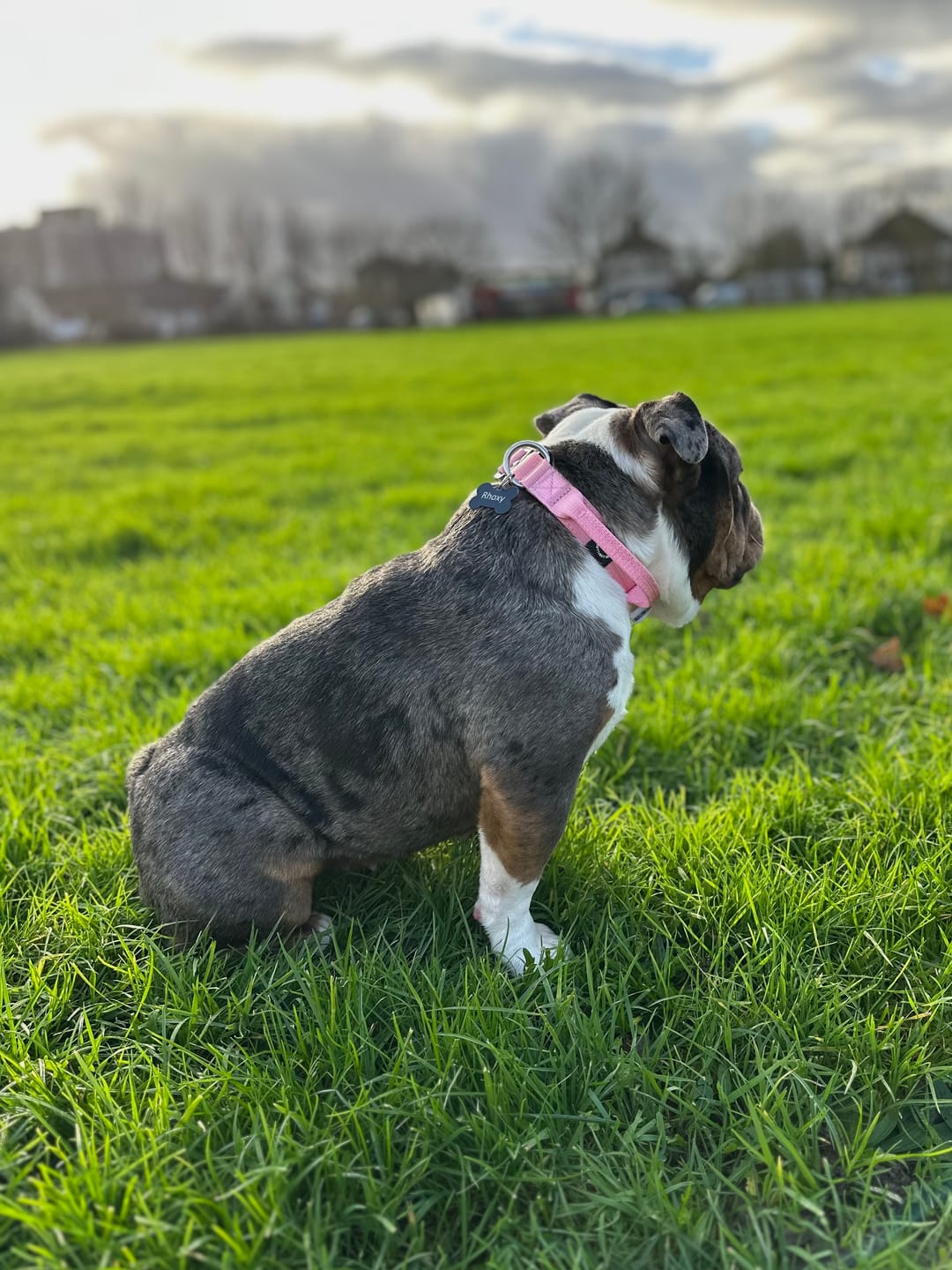 Customer photo review of 2.5cm Combat® Collar | With Handle & Rated Clip - Pink