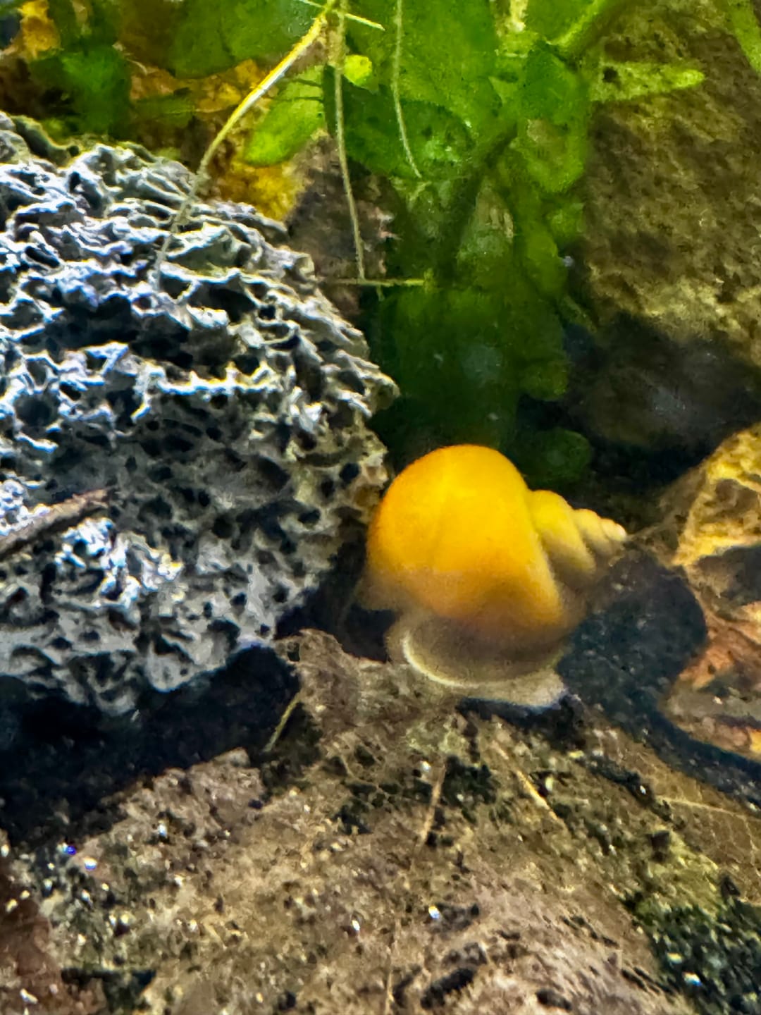 Customer photo review of Gold Mystery Snail
