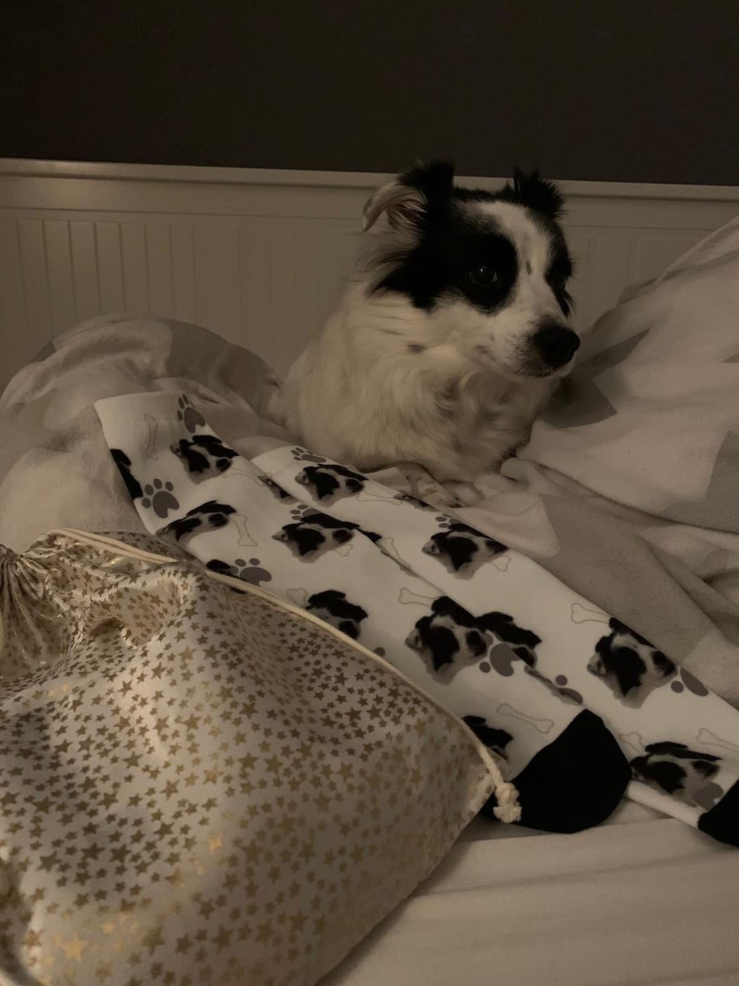 Customer photo review of FaceSock | Custom Dog Socks With Photo