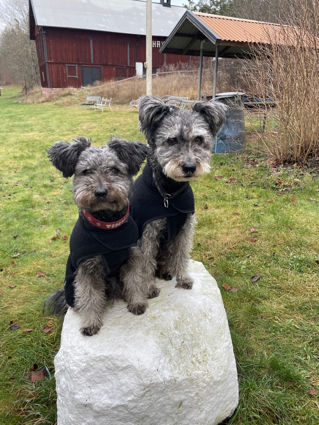 Customer photo review of Elektrisk Kloslip™ - Slipp klotång & rädsla