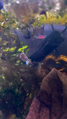 Customer photo review of Dumbo Lavender Female Betta Fish