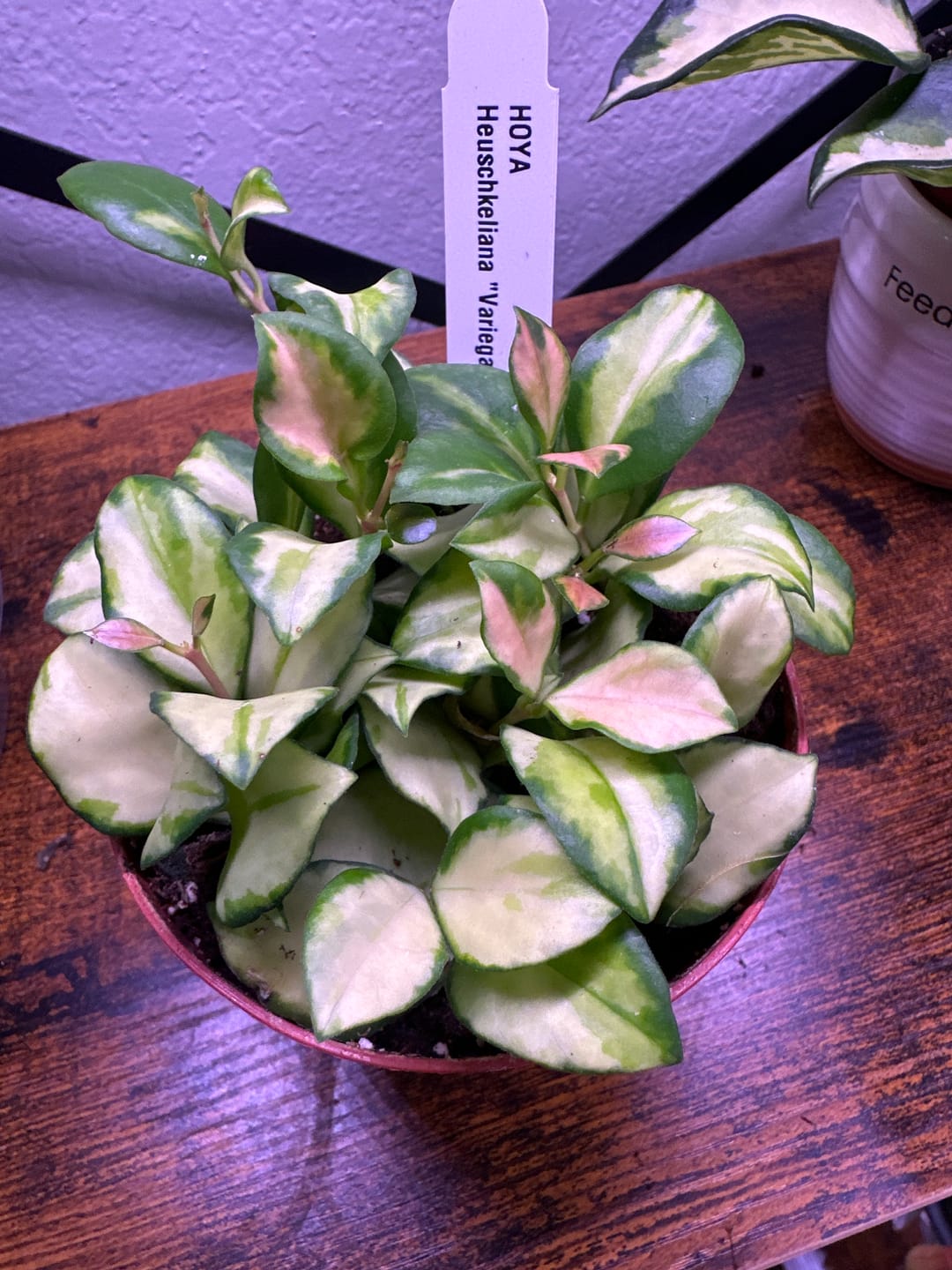 Customer photo review of Hoya heuschkeliana variegata