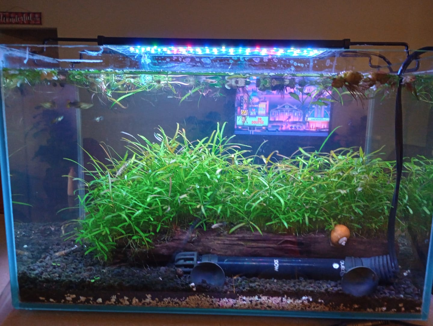 Customer photo review of Red Root Floaters