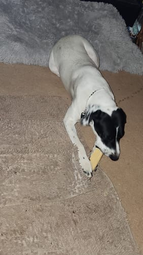 Customer photo review of MIX FLAVORED CHEWS ( A PACK OF 6 STICKS )