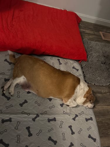 Customer photo review of Potty Buddy™ - The Durable Leak-Free Potty Pad