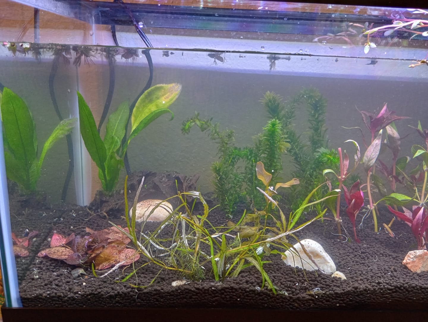 Customer photo review of Red Tiger Lotus "Nymphaea lotus Red" BULB