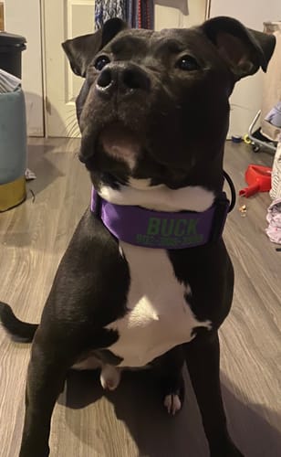 Customer photo review of Purple Bully Proof Collar
