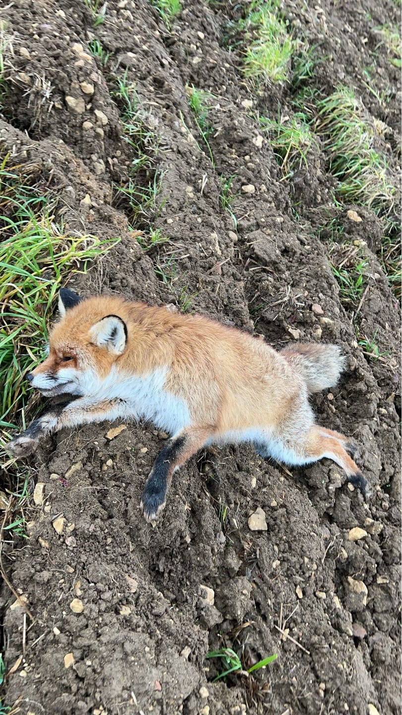 Customer photo review of Pansen Bollen - Lockmittel für die Fallenjagd und Schwarzwild