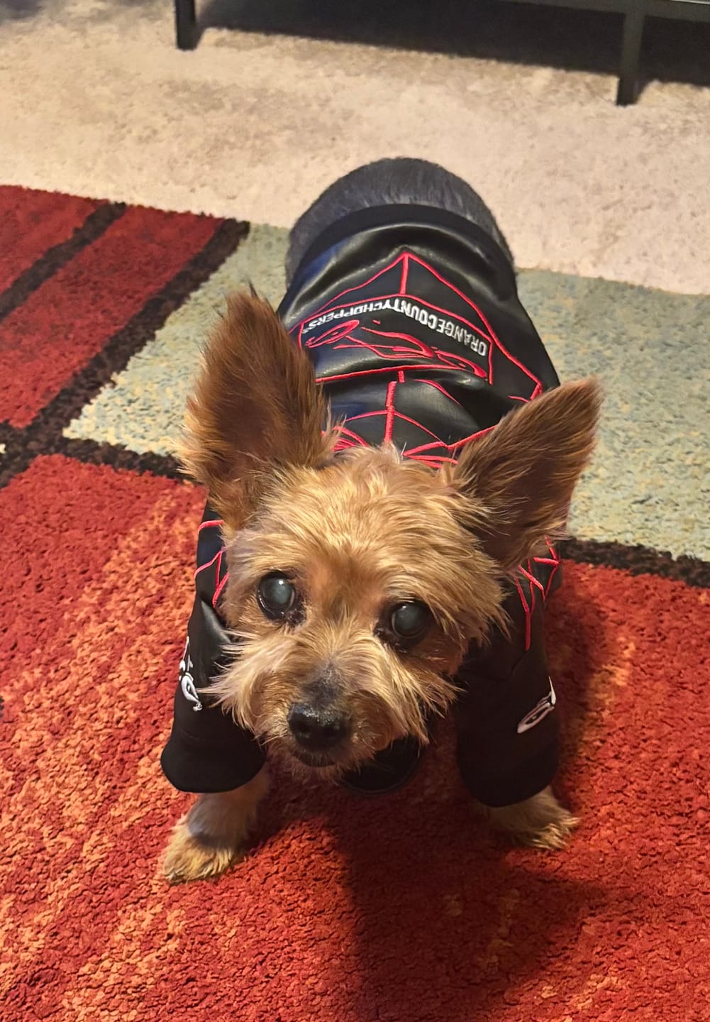 Customer photo review of OCC Faux Leather Dog Jacket