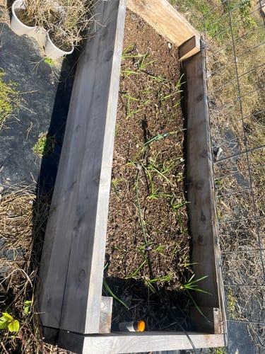 Customer photo review of Music Hardneck Garlic - USDA Certified Organic