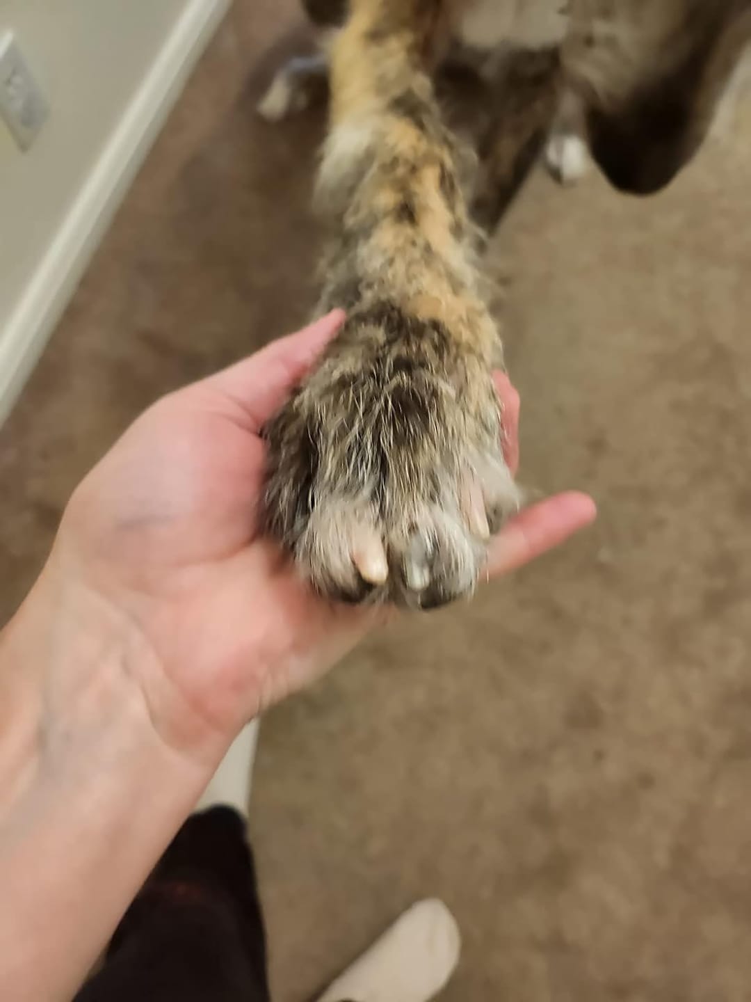 Customer photo review of The Original ClipMyPaws™ Painless Pet Nail Grinder