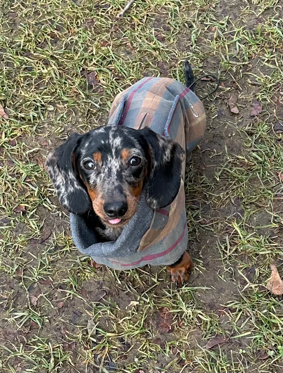 Customer photo review of CLOUD7 Hundemantel Dackel Brooklyn Waxed Tartan