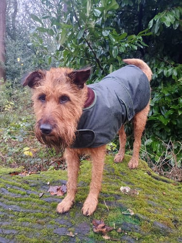 Customer photo review of Cosipet Hunter Wax Dog Coat