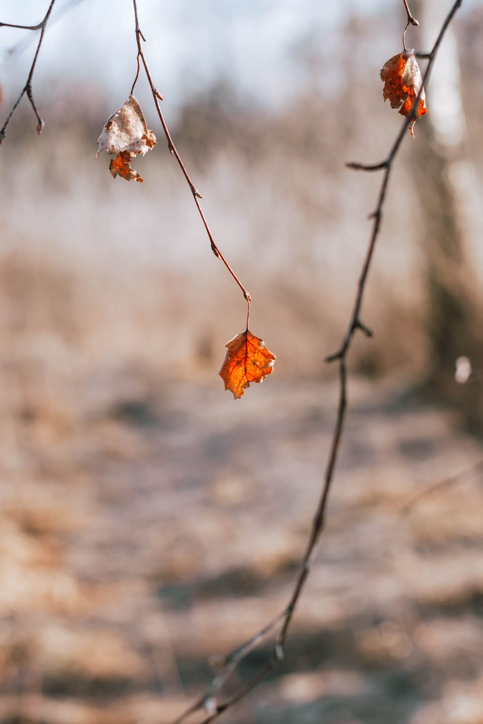 Customer photo review of BRIGHT & AIRY LIGHTROOM PRESETS