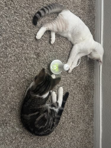 Customer photo review of Cat Toy Replacement Feather Wand 2 Pcs