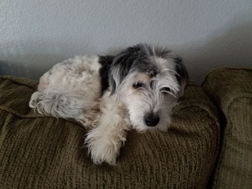 Customer photo review of The Original ClipMyPaws™ - World's Quietest Pet Hair Clipper