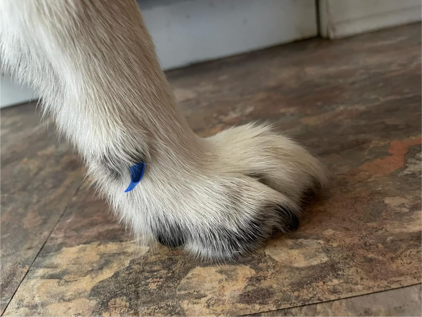 Customer photo review of The Original ClipMyPaws™ Painless Pet Nail Grinder