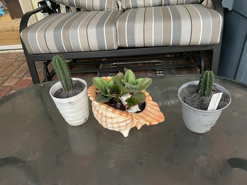 Customer photo review of The San Pedro Cactus Collector’s Kit