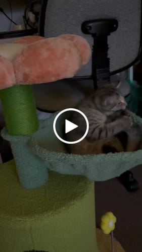 Customer video review of Flower-Styled Cat Tree with Soft Nest & Scratching Posts