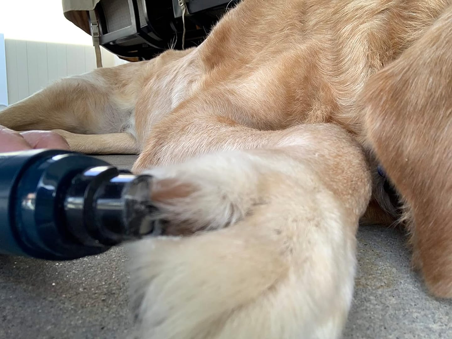 Customer photo review of The Original ClipMyPaws™ Painless Pet Nail Grinder