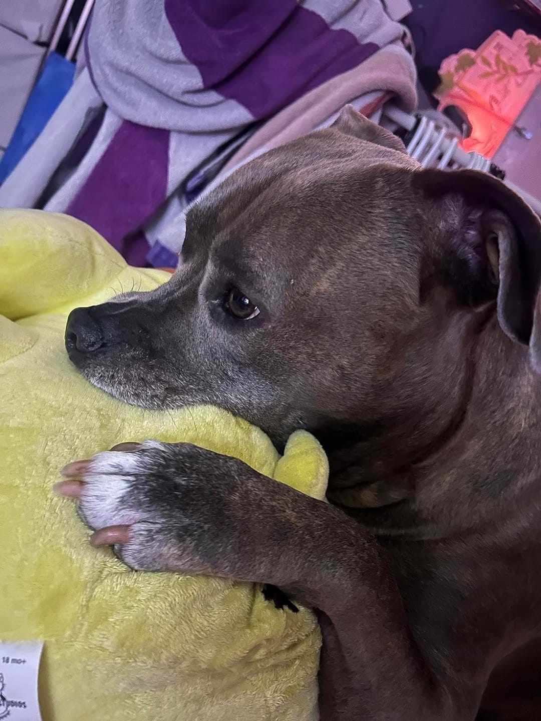 Customer photo review of The Original ClipMyPaws™ Painless Pet Nail Grinder