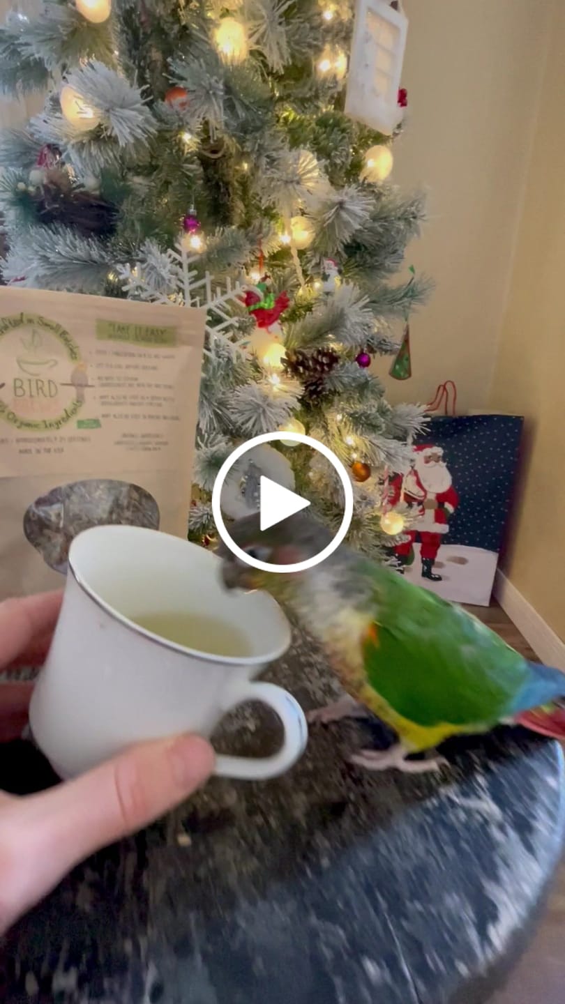 Customer video review of Bird Brews - Avian Tea Blends - 3 Flavors to Choose From