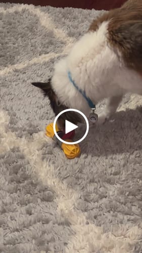Customer video review of SAFE DOG CHEW HOLDER