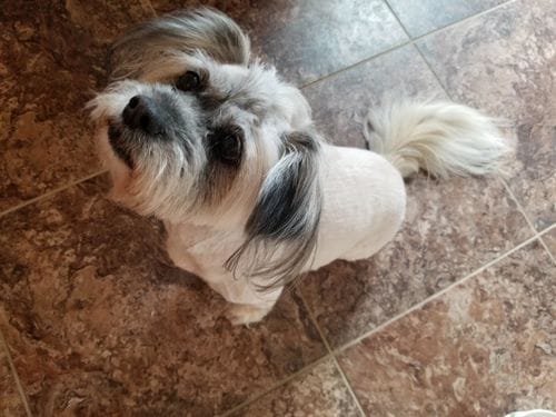 Customer photo review of The Original ClipMyPaws™ - World's Quietest Pet Hair Clipper