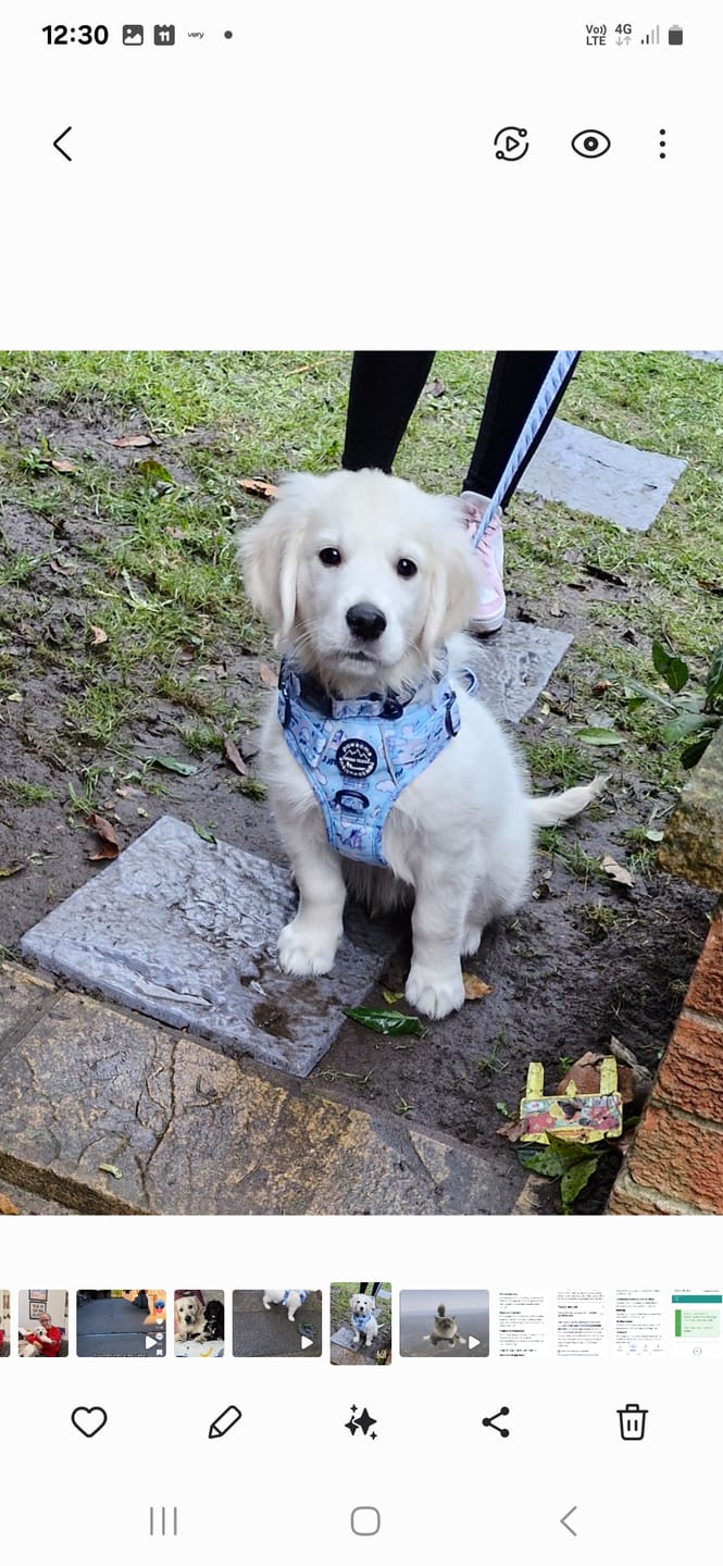 Customer photo review of Disney© Tough Trails™ Harness - Eeyore