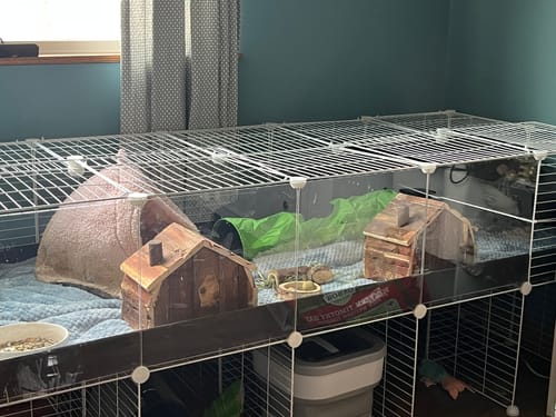 Customer photo review of 5x2 Clear C&C Cage with Loft, Ramp, and Stand