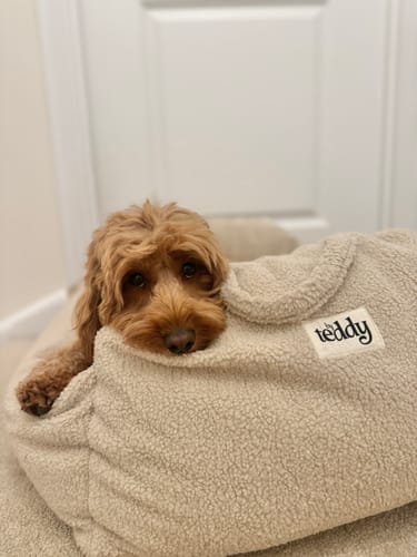 Customer photo review of The Cosy Car Seat (PRE-ORDER)